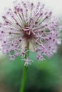 Blooming violet onion plant in garden. Flower decorative onion. Close-up of violet onions flowers on summer field.. Violet allium Royalty Free Stock Photo