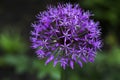 The blooming violet onion was shot close-up on blurred greens
