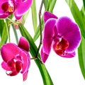 Blooming violet orchid with bandlet and green leaves of ficus is Royalty Free Stock Photo