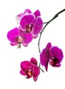 Blooming violet orchid with bandlet is isolated on white background Royalty Free Stock Photo