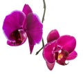 Blooming violet orchid with bandlet is isolated on white background Royalty Free Stock Photo