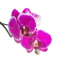 Blooming violet orchid with bandlet is isolated on white background Royalty Free Stock Photo