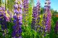Blooming violet and pink lupine flowers