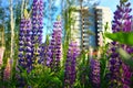 Blooming violet and pink lupine flowers Royalty Free Stock Photo