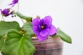 A blooming violet with a purple flower in a pot on a white background, close-up. Royalty Free Stock Photo