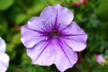 Blooming Violet Purple Petunia Flower Royalty Free Stock Photo