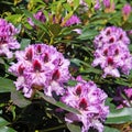 Blooming violet rhododentron Royalty Free Stock Photo