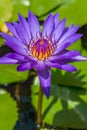 The blooming violet waterlily or lotus flower in pond. Royalty Free Stock Photo
