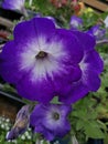 Blooming violet-white flower with a dead leaf Royalty Free Stock Photo