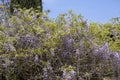 Blooming violet Wisteria Sinensis. Beautiful Prolific tree with scented classic purple flowers in hanging racemes. Royalty Free Stock Photo