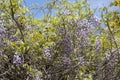 Blooming violet Wisteria Sinensis. Beautiful Prolific tree with scented classic purple flowers in hanging racemes. Royalty Free Stock Photo