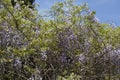 Blooming violet Wisteria Sinensis. Beautiful Prolific tree with scented classic purple flowers in hanging racemes. Royalty Free Stock Photo