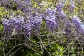 Blooming violet Wisteria Sinensis. Beautiful Prolific tree with scented classic purple flowers in hanging racemes. Royalty Free Stock Photo