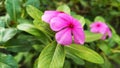 Blooming Virgin Flowers in The Garden