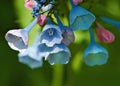 Blooming Virginia Bluebells Royalty Free Stock Photo