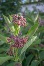 Blooming virginia silkweed, bee moth on flower, asclepias syriaca, common milkweed