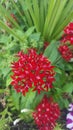 Red and green summer flowers