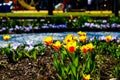 Blooming vivid flowers in one of Moscow parks