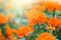 Blooming vivid marigold flower in garden Royalty Free Stock Photo