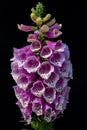 Blooming vivid wild purple Foxglove - Digitalis - flowers