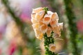 Blooming vivid wild yellow Foxglove - Digitalis - flowers