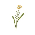 Blooming wallflower. Wild floral plant. Botanical drawing of Erysimum herb. Delicate field inflorescence on stem with