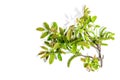 Blooming walnut branch isolated on a white background. Young leaves and flowers catkins Royalty Free Stock Photo