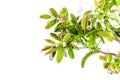 Blooming walnut branch isolated on a white background. Young leaves and flowers catkins Royalty Free Stock Photo