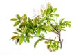 Blooming walnut branch isolated on a white background. Young leaves and flowers catkins Royalty Free Stock Photo