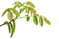 Blooming walnut branch isolated on a white background. Young leaves and flowers catkins Royalty Free Stock Photo