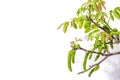 Blooming walnut branch isolated on a white background. Young leaves and flowers catkins Royalty Free Stock Photo