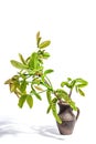 Blooming walnut branch in vase isolated on a white background. Young leaves and flowers catkins