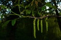 Blooming walnut catkins in the morning garden Royalty Free Stock Photo