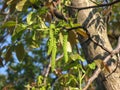 Blooming walnut Royalty Free Stock Photo