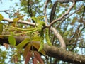 Blooming walnut Royalty Free Stock Photo