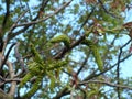 Blooming walnut Royalty Free Stock Photo