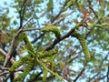 Blooming walnut Royalty Free Stock Photo