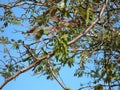 Blooming walnut Royalty Free Stock Photo