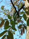 Blooming walnut Royalty Free Stock Photo