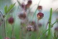Blooming Water avens, Geum rivale Royalty Free Stock Photo