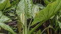 Blooming water banana Typhonodorum lindleyanum. Royalty Free Stock Photo