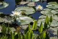 Blooming Water Lilies in a Lake