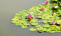 Blooming water lillies