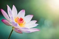 blooming water lily flower over a bright sunny sunlight day. zen, calming background