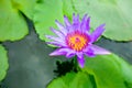 Blooming water lily ( Lotus )
