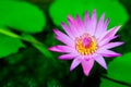 Blooming water lily ( Lotus )