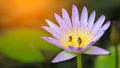 Blooming water lily or lotus with bees on pollen Royalty Free Stock Photo