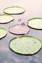 Blooming Water Lily lotus and lotus leaves in pound Royalty Free Stock Photo