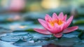 blooming Water lily on pond, space for copy text caption Royalty Free Stock Photo