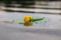 Blooming Water Lily. Yellow water Lily blooms on the river. Nenuphar